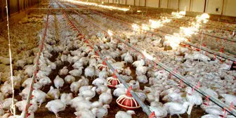 سهم ناچیز ایران در تجارت جهانی مرغ