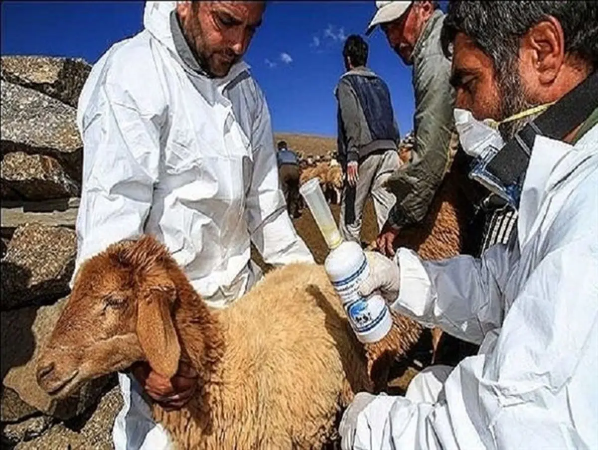 ۱۳ هزار راس دام در برابر طاعون نشخوار کنندگان واکسینه شدند