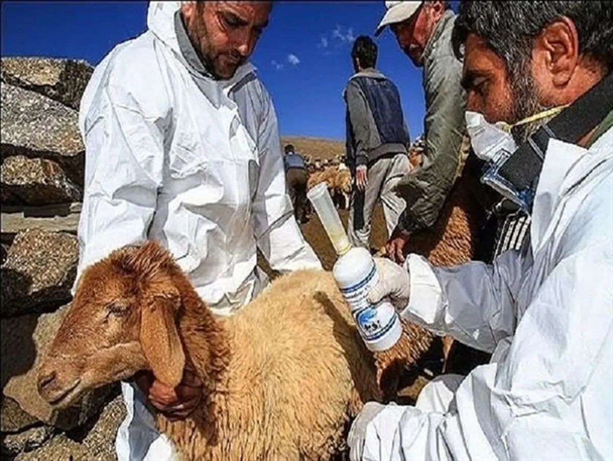 ۱۳ هزار راس دام در برابر طاعون نشخوار کنندگان واکسینه شدند