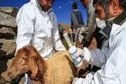 ۱۳ هزار راس دام در برابر طاعون نشخوار کنندگان واکسینه شدند