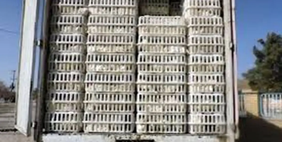 کشف بیش از 2 تن مرغ قاچاق 
