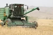 قیمت جدید گندم مشخص شد | آخرین وضعیت خرید تضمینی گندم