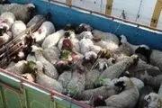کشف ۱۲۸ رأس دام فاقد مجوز حمل در شهرستان البرز