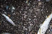خشکی رودخانه قزل اوزن/ گزارش تصویری
