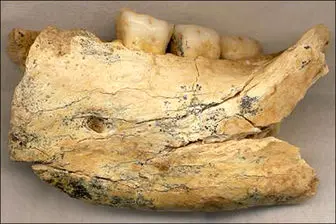 قدیمی‌ترین استخوان انسان + عکس