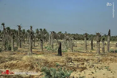 نخل