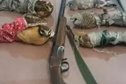 
متلاشی شدن باند خرید و فروش پرندگان شکاری+ تصاویر

