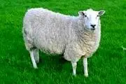 خوردن هفت عضو از گوسفند حرام است