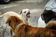 افشای پشت پرده حمایت از سگ‌های قاتل در اینستاگرام
