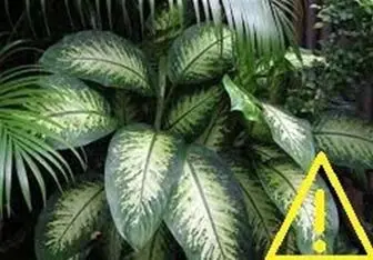 این پنج گیاه کشنده را بشناسید!