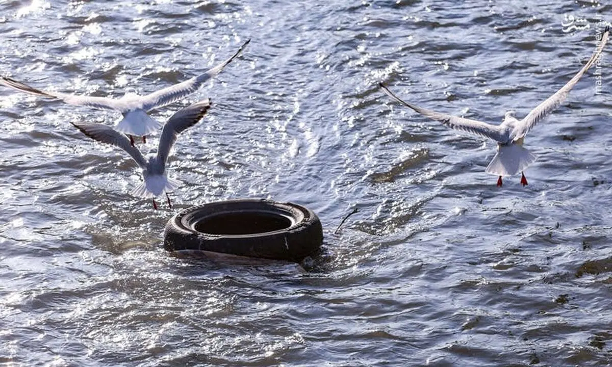  میهمان این روزهای تهران/ عکس