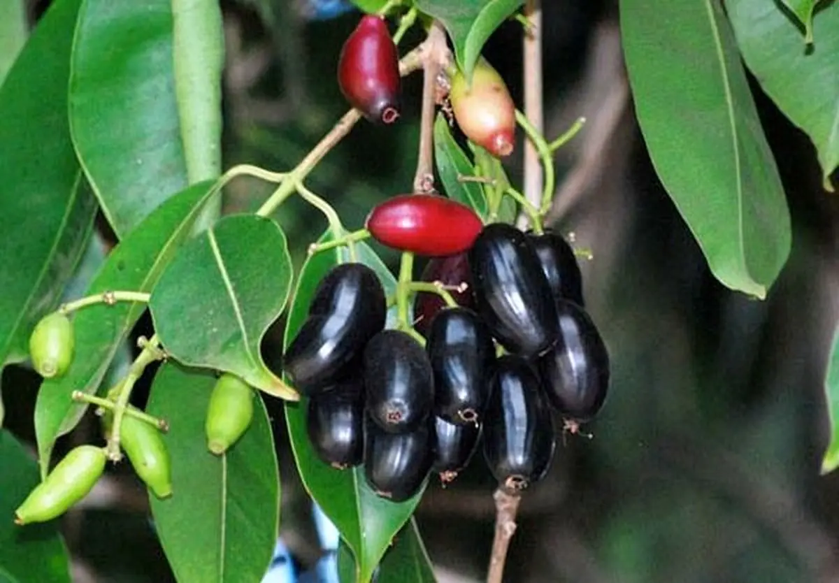 میوه ی معجزه گر بوشهری ها