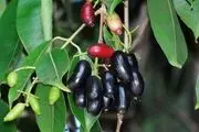میوه ی معجزه گر بوشهری ها