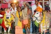 عروسی از نوع گاوی در هندوستان!/گزارش تصویری