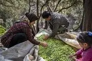 برداشت زیتون از باغات گیلان/ گزارش تصویری