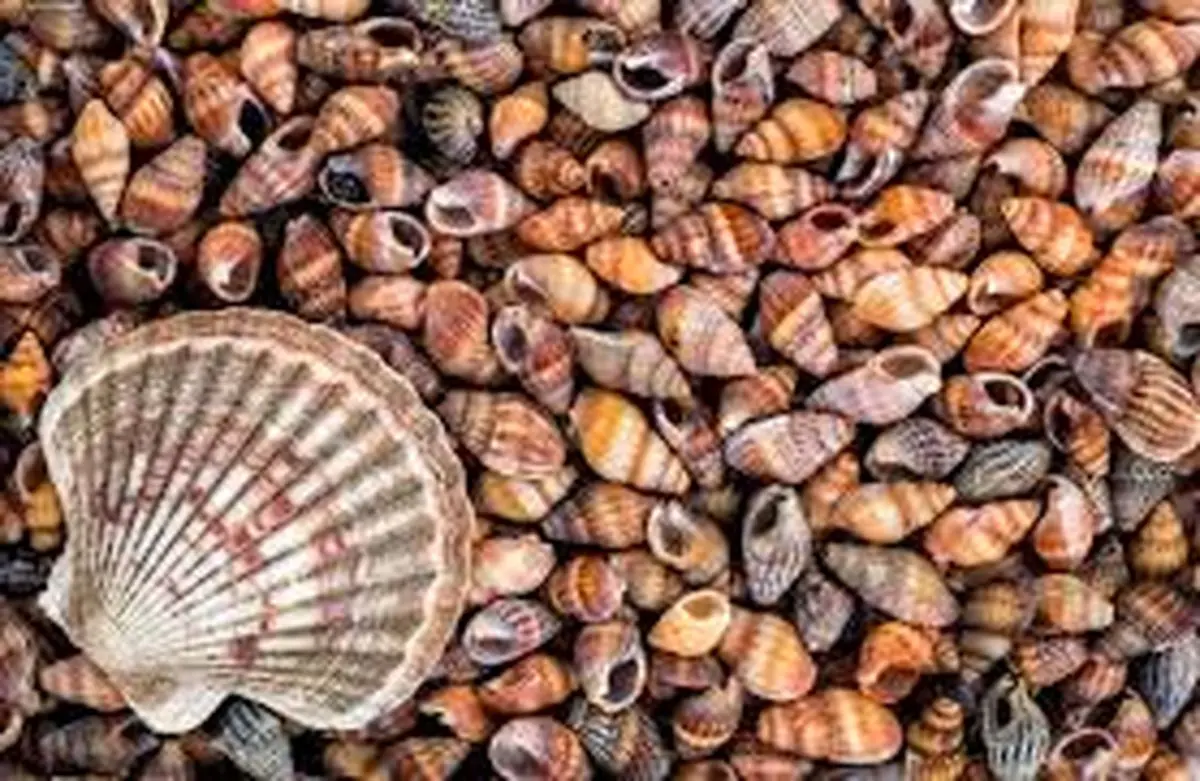 شوری آب موجودات دریایی را سمی میکند
