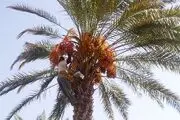 برداشت 400 تن رطب آلمهتری از نخلستان های سیریک آغاز شد+تصاویر