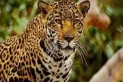 فیلم جدید تولد دو جگوار در ایران