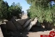 
درختان سرو1هزار و 500 ساله قاینات،مقصد گردشگران+تصاویر

