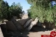 
درختان سرو1هزار و 500 ساله قاینات،مقصد گردشگران+تصاویر
