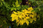 بهترین راهکار برای جلوگیری از ریزش زودهنگام برگ گیاهان 