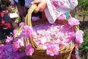 نابودی میوه و گل‌ها