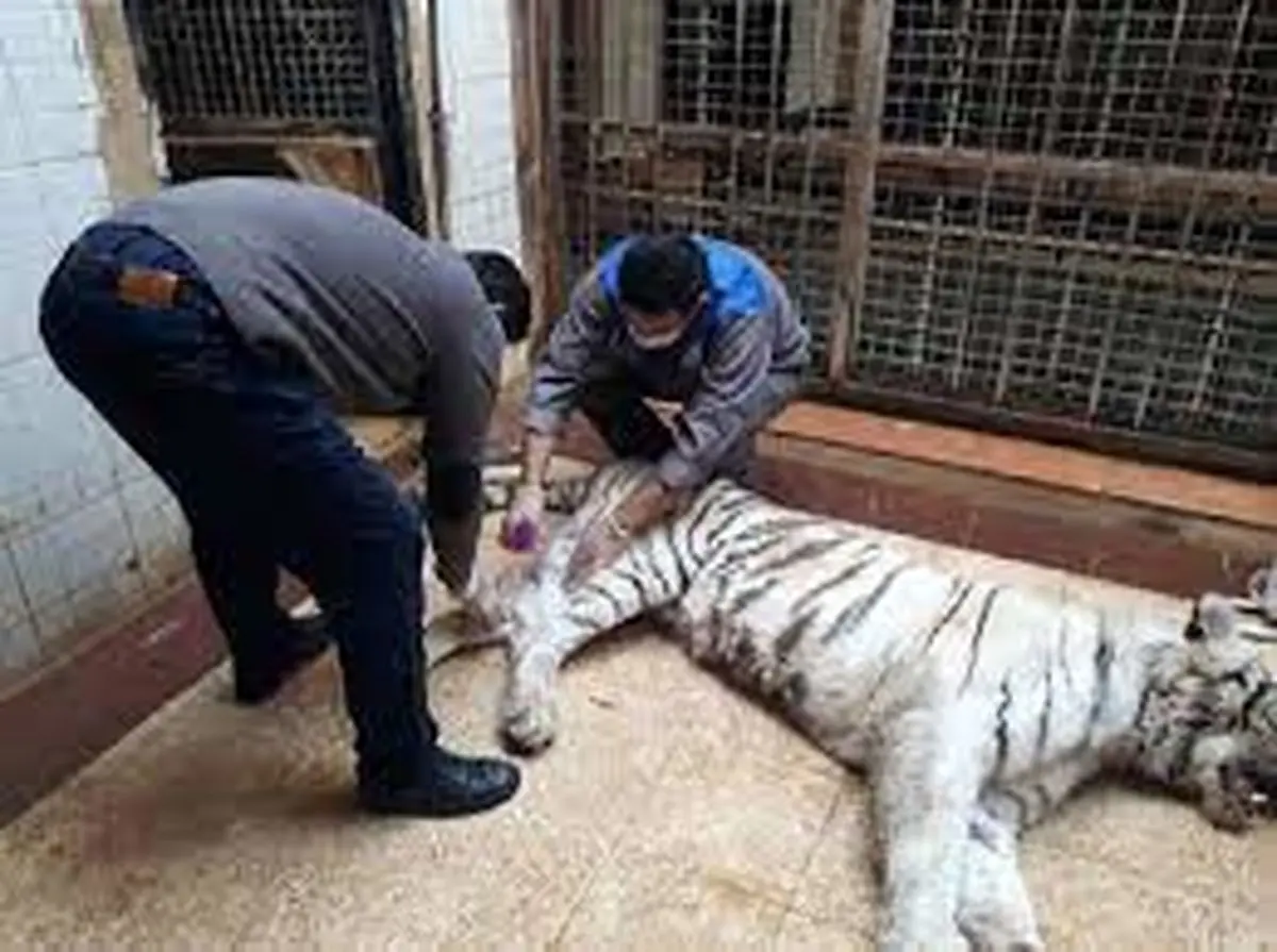 مرگ ۳ هزار حیوان وحشی؛ در باغ وحش‌ها چه خبر است؟