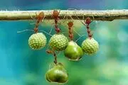 لقمه هایی که دنیا و آخرت را به خطر می اندازند