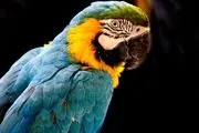 
نمایشگاه پرندگان زینتی در برج میلاد/ گزارش تصویری

