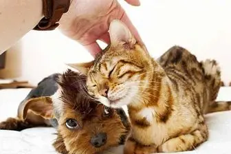 دلیل علاقه گربه هابه نوازش چیست؟