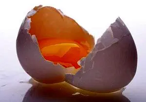 چرا صادرات تخم مرغ کاهش یافته است؟