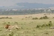 مهرِ مادری/ عکس