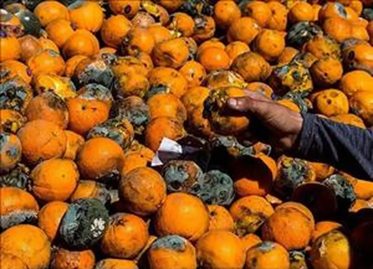 کمک بلاعوض دولت به باغداران