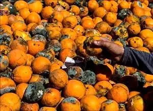 پرتقال‌های ایرانی در انبارها فاسد شد