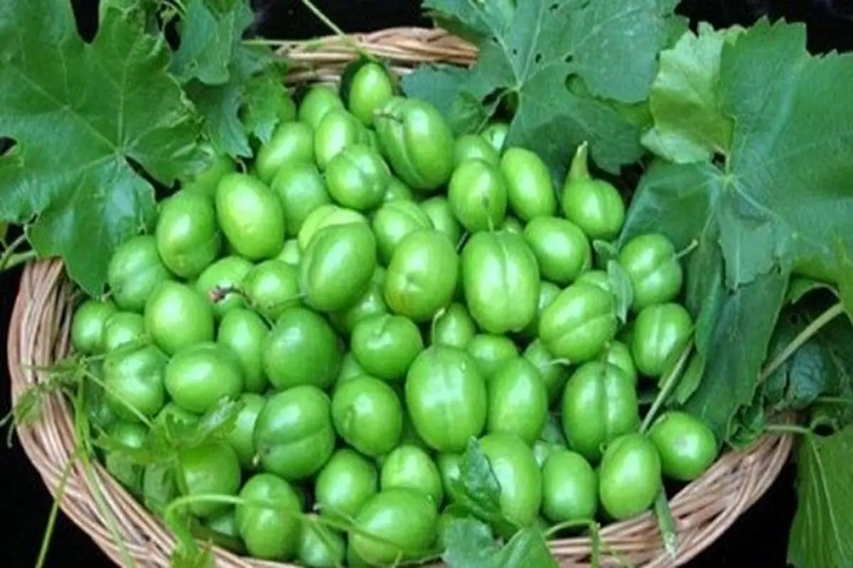 لاکچری‌ترین نوبرانه بهار: ۵ عدد گوجه سبز نیم میلیون تومان!