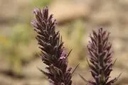 خواص معجزه‌آسای این گیاه در بهار