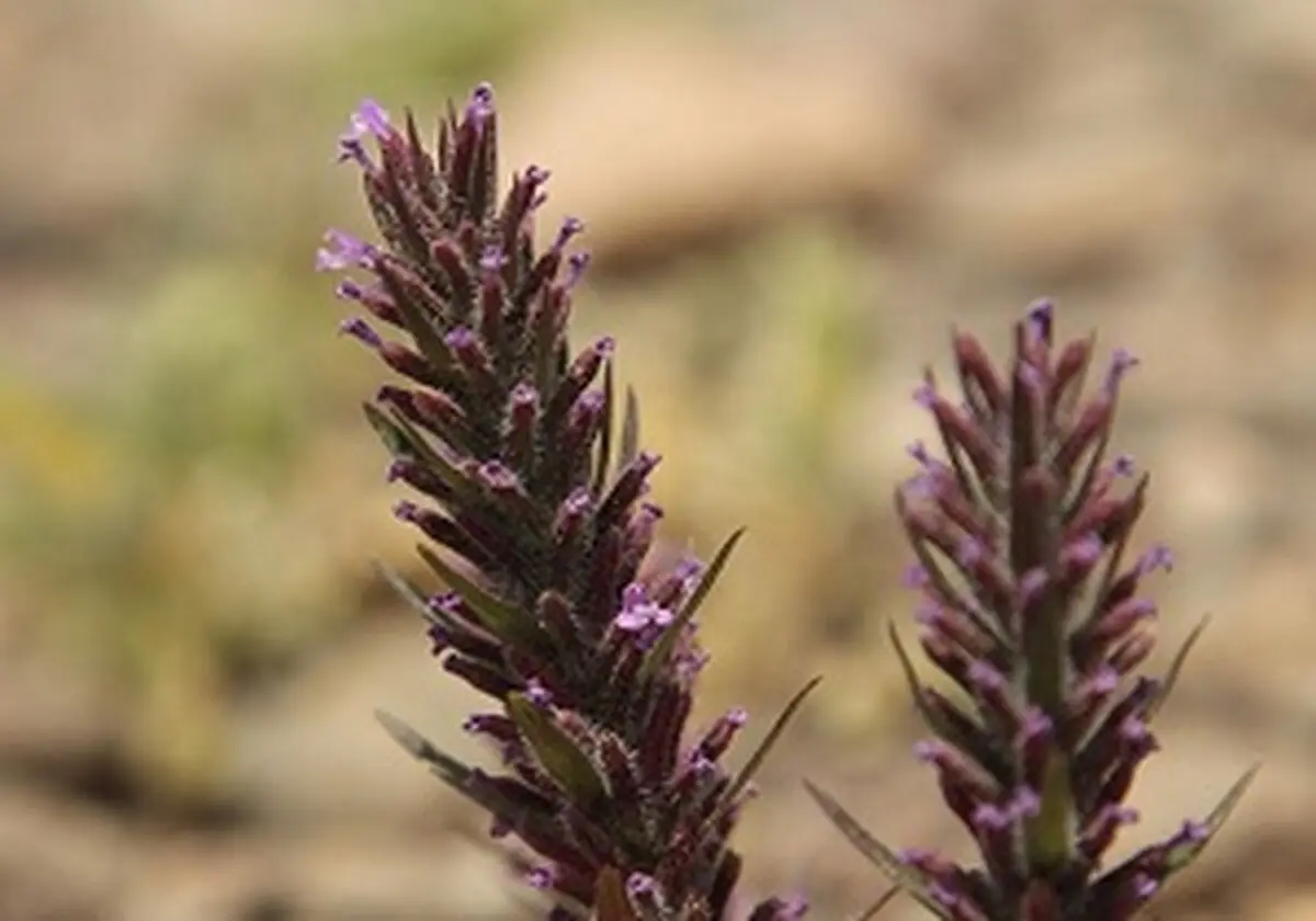 خواص معجزه‌آسای این گیاه در بهار
