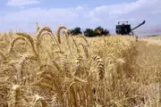 40 درصد مطالبات گندمکاران لرستان پرداخت شده است
