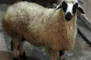 پیش بینی قیمت گوسفند زنده در عید قربان 