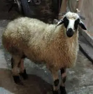 پیش بینی قیمت گوسفند زنده در عید قربان 