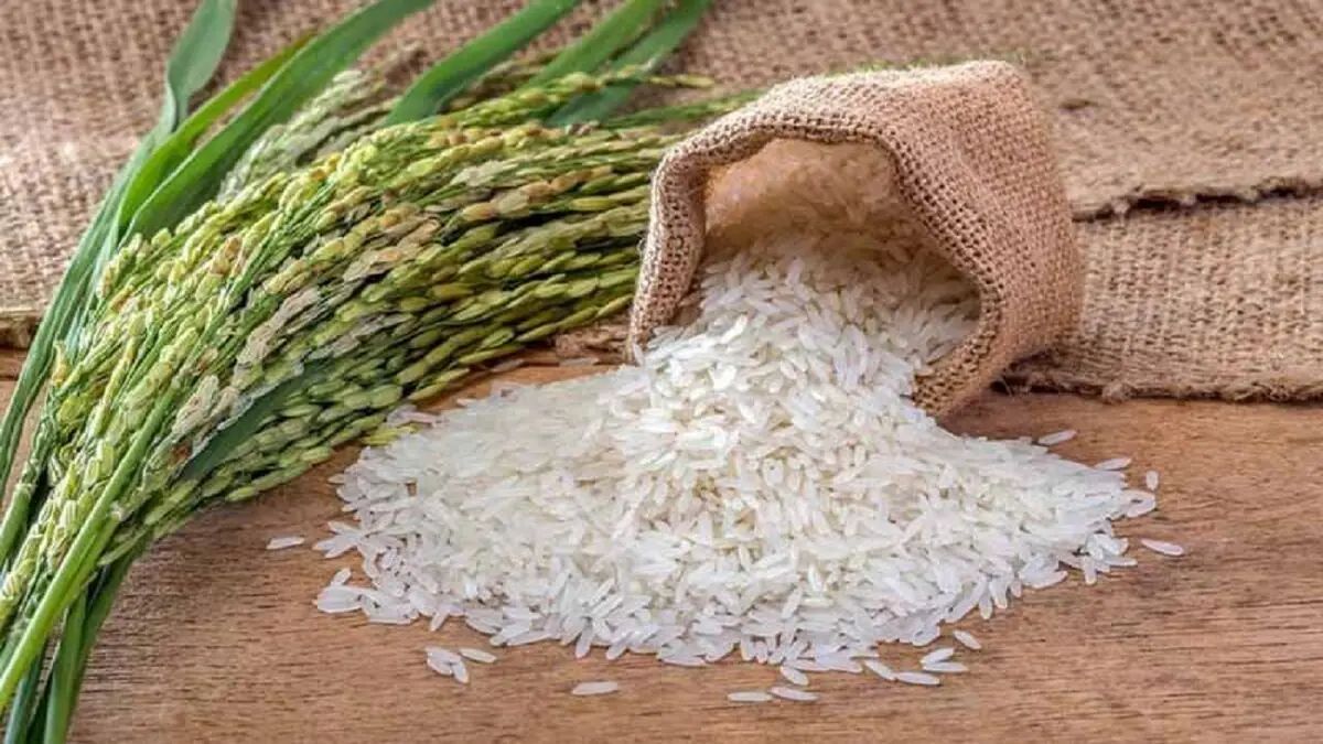 مقصر اصلی گرانی برنج کیست؟ / قیمت منطقی هر کیلو برنج ایرانی ۲۷ هزار تومان است