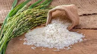 کاهش قیمت برنج با آغاز برداشت و افزایش عرضه