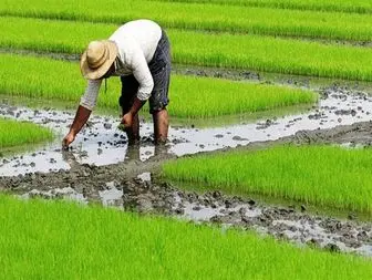 شالیکاران به قیمت‌گذاری برنج در خرید تضمینی اعتراض دارند