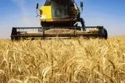 سورپرایز ویژه دولت برای گندم‌کاران/ واریزی بزرگ انجام شد