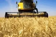 سورپرایز ویژه دولت برای گندم‌کاران/ واریزی بزرگ انجام شد