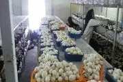 بانویی که با پرورش قارچ در اقتصاد مقاومتی ایفای نقش می کند