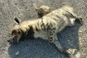کشف لاشه یک کفتار در حاشیه جاده شاهین‌شهر