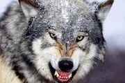 رها سازی گرگ های پلاک دار در خراسان جنوبی شایعه است