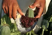 کشت خشخاش در ایران آزاد شد؟