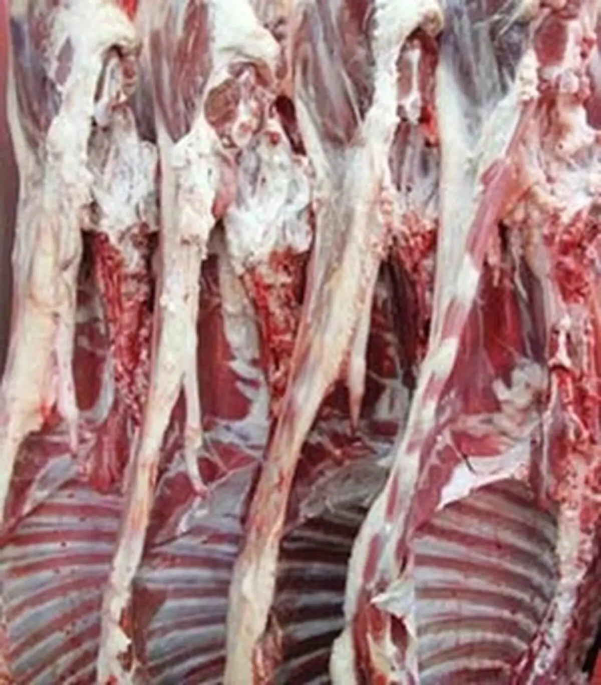گوشت گوسفندی ۳۰ هزار تومانی در راه همدان 